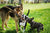 shepherd boston terrier and french bulldog in grass carrying the same large stick