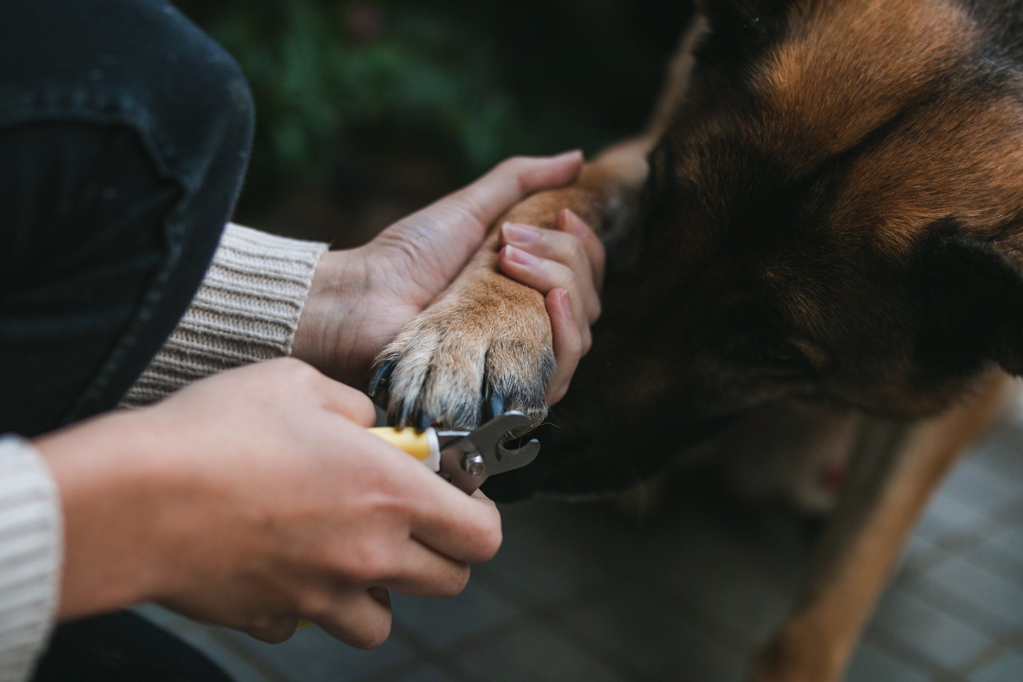 person trimming a shepherds nails on front paw