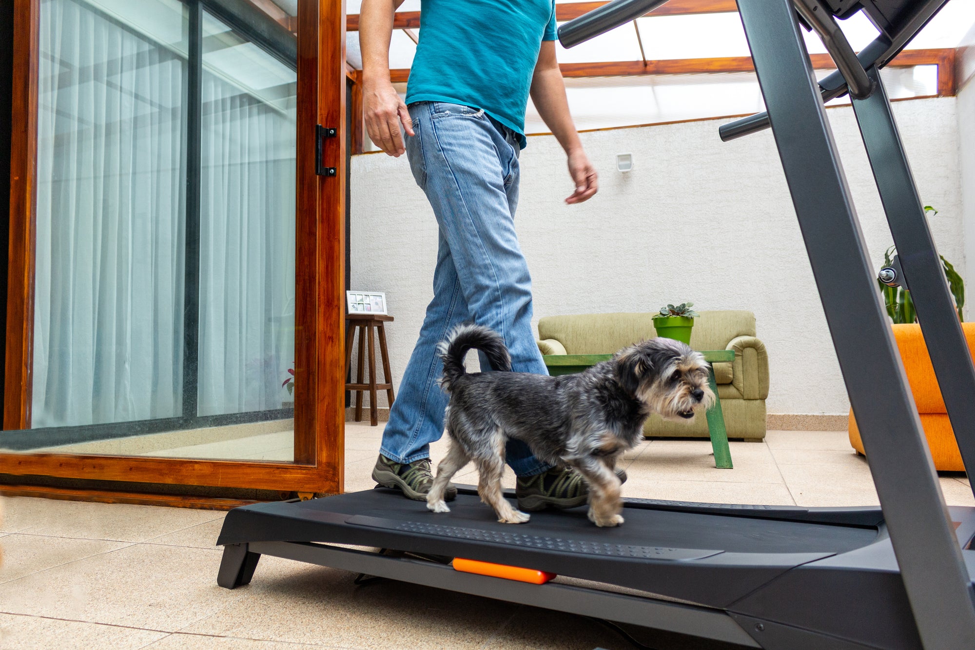small gray dog walking on treadmill while human stands nearby 