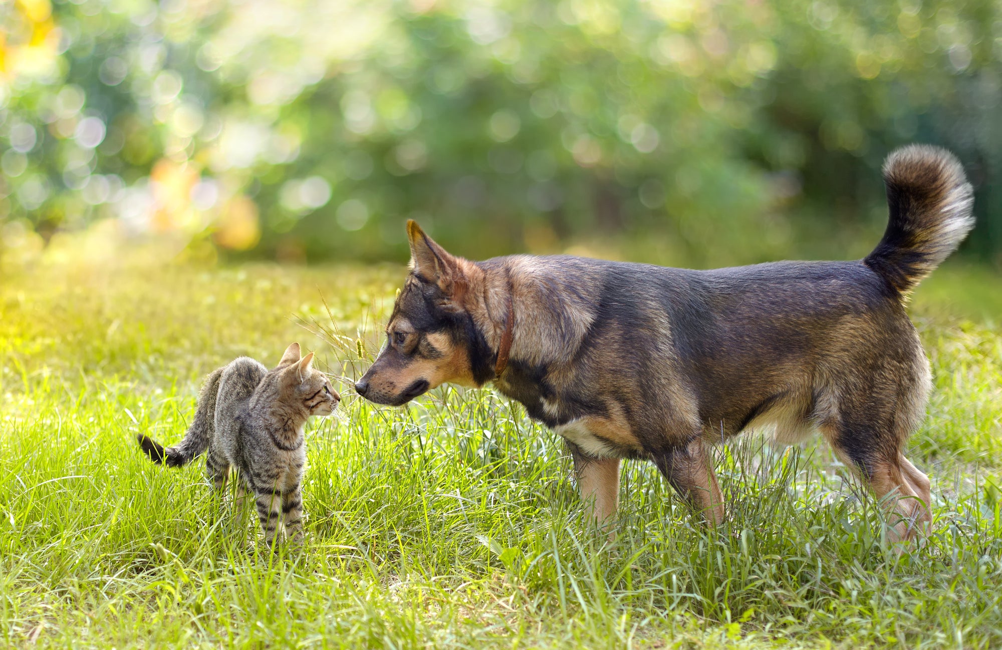 large dog in field nose to nose with a gray cat