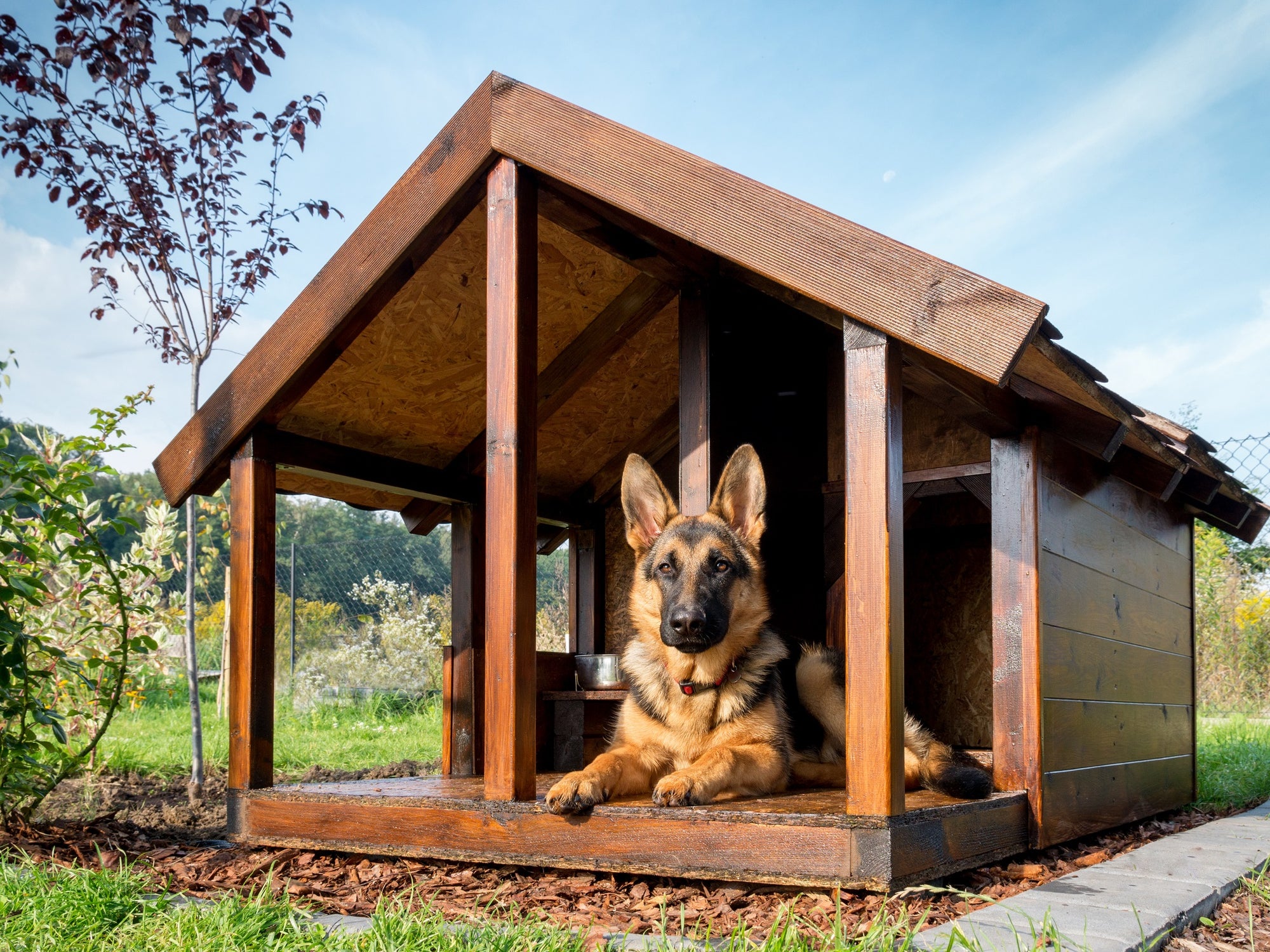 dog laying down in a dog house