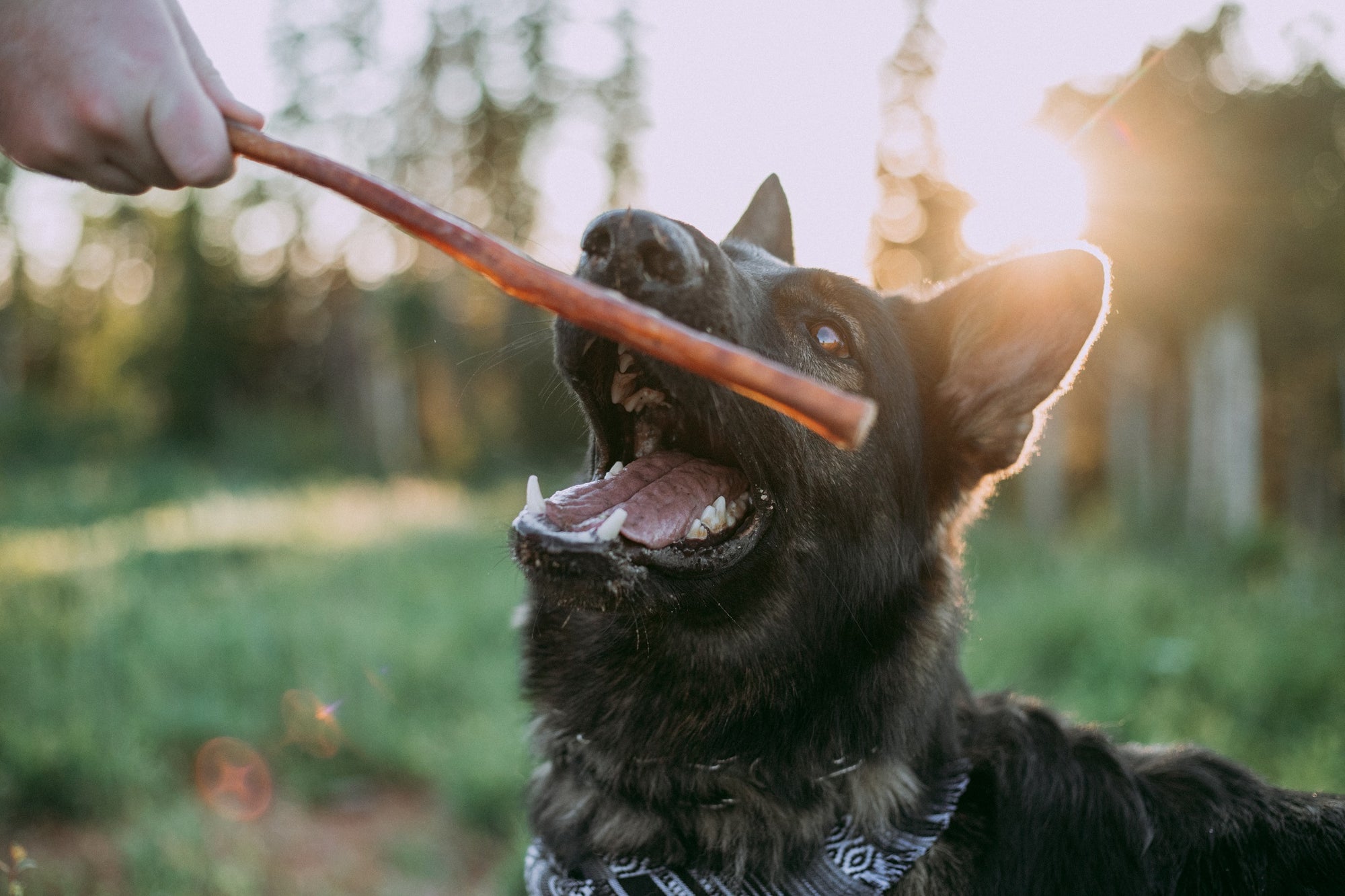 man giving dog bully stick in a field