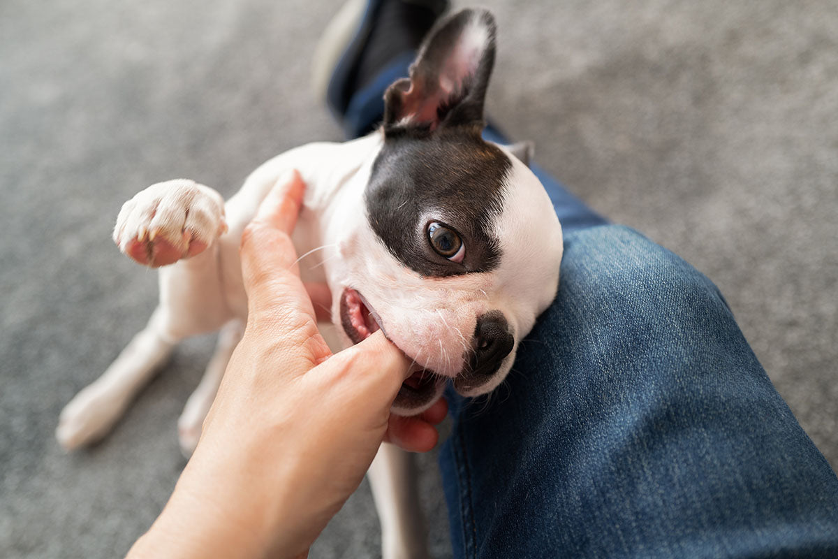 Your Survival Guide To Puppy Teething
