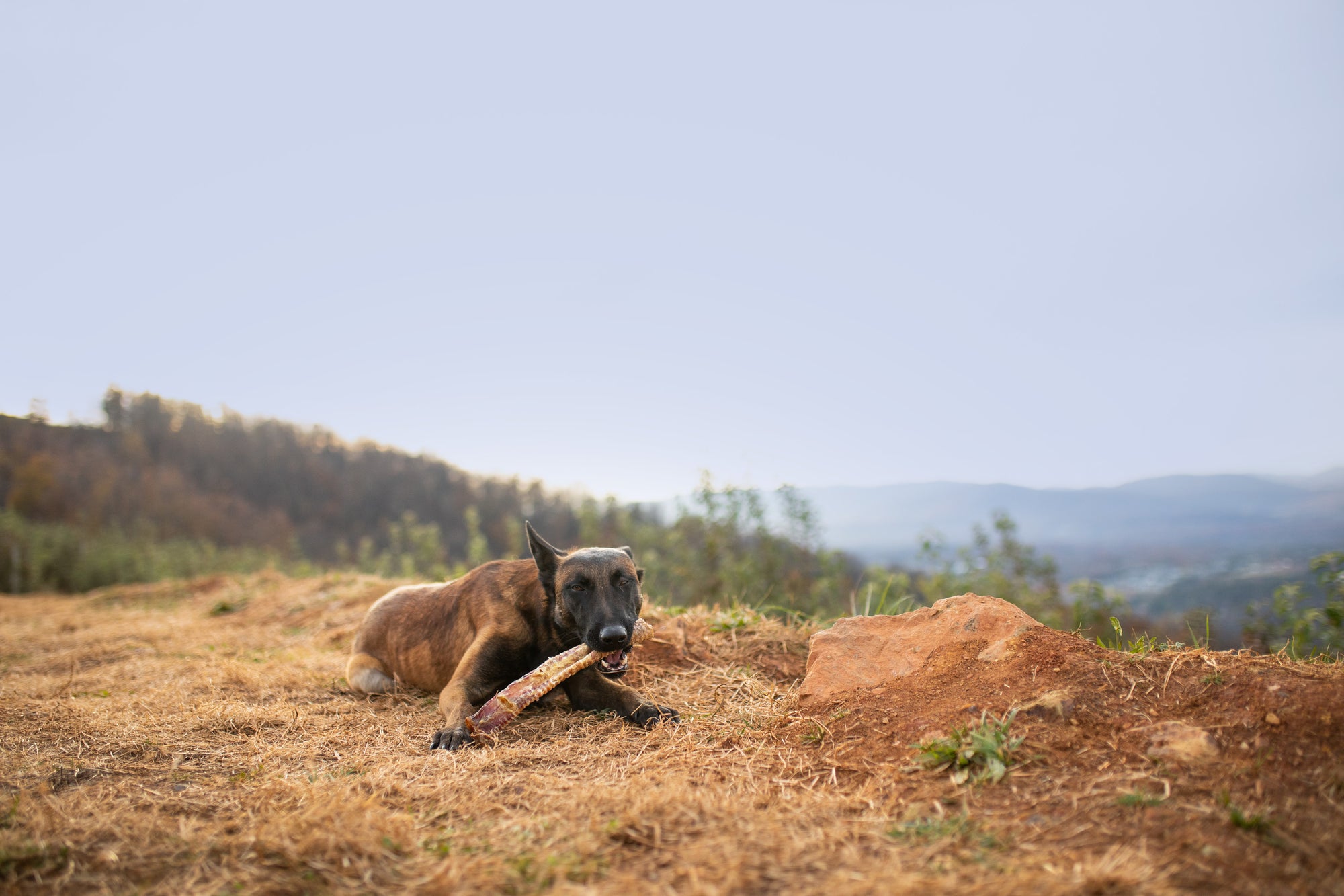 dog chewing treat on a hill