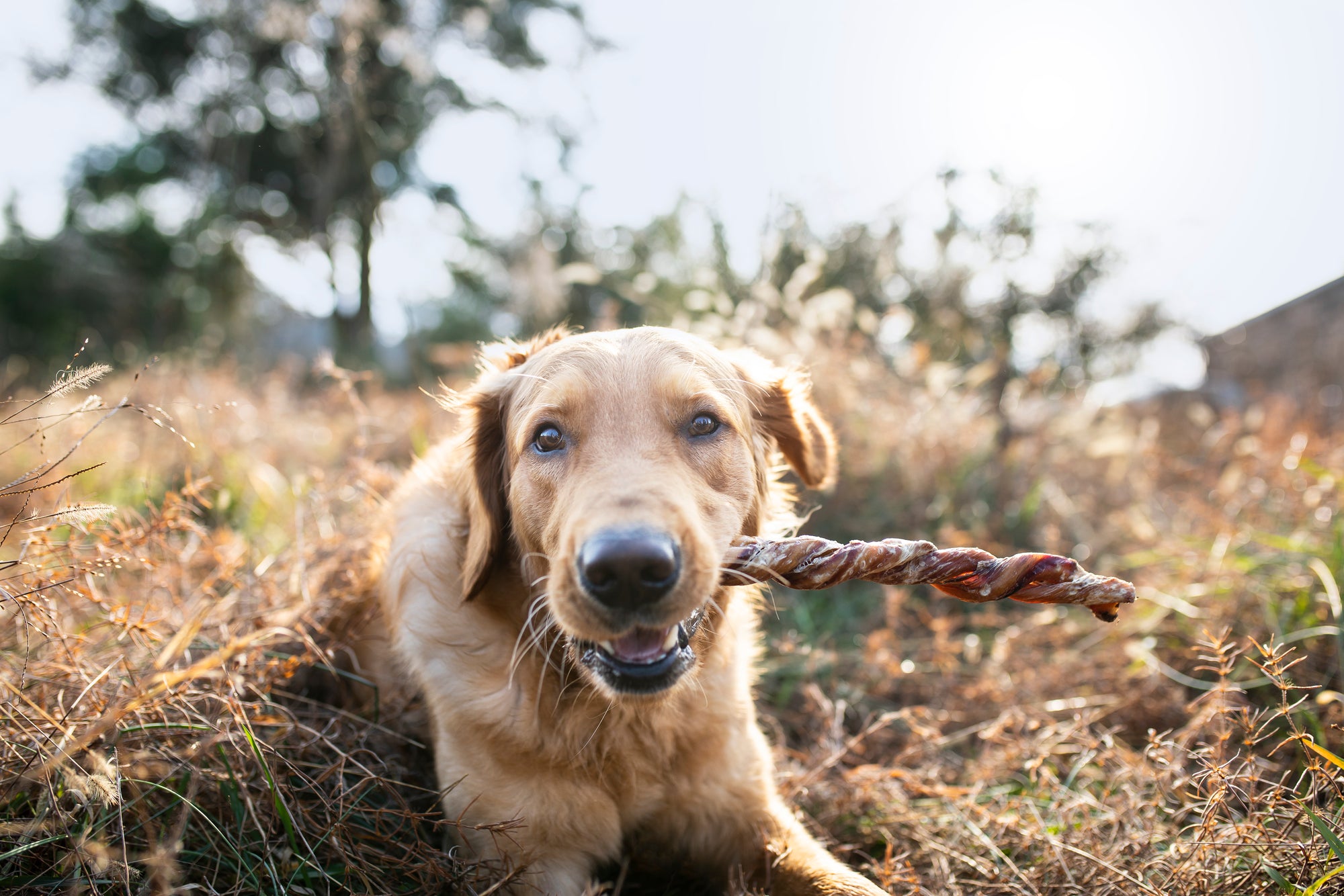golden retriever in field chewing on twisted bully stick