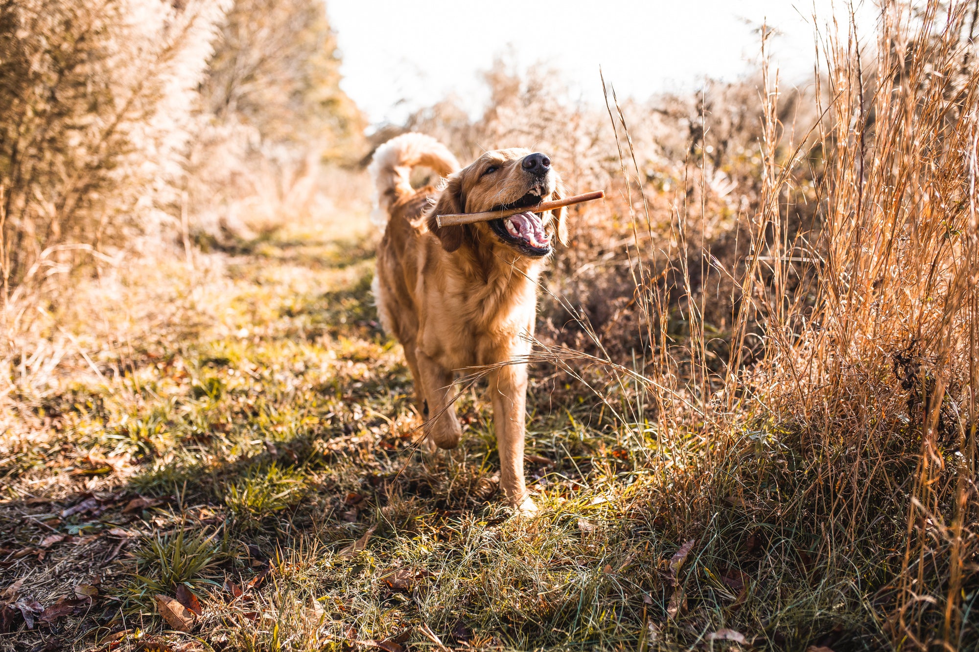 golden retriever in field running with antler in mouth