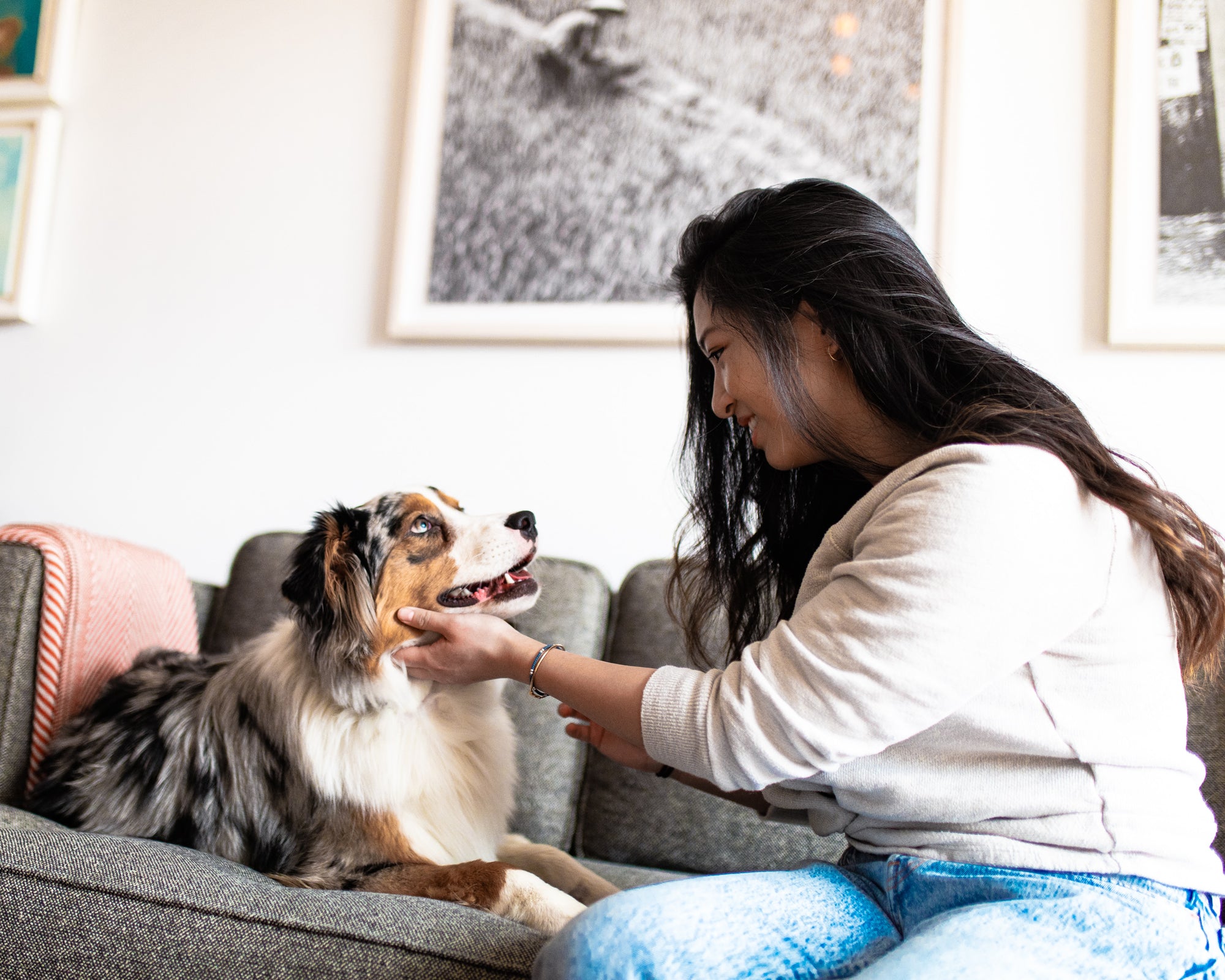 Australian shepherd being pet on a couch by a woman