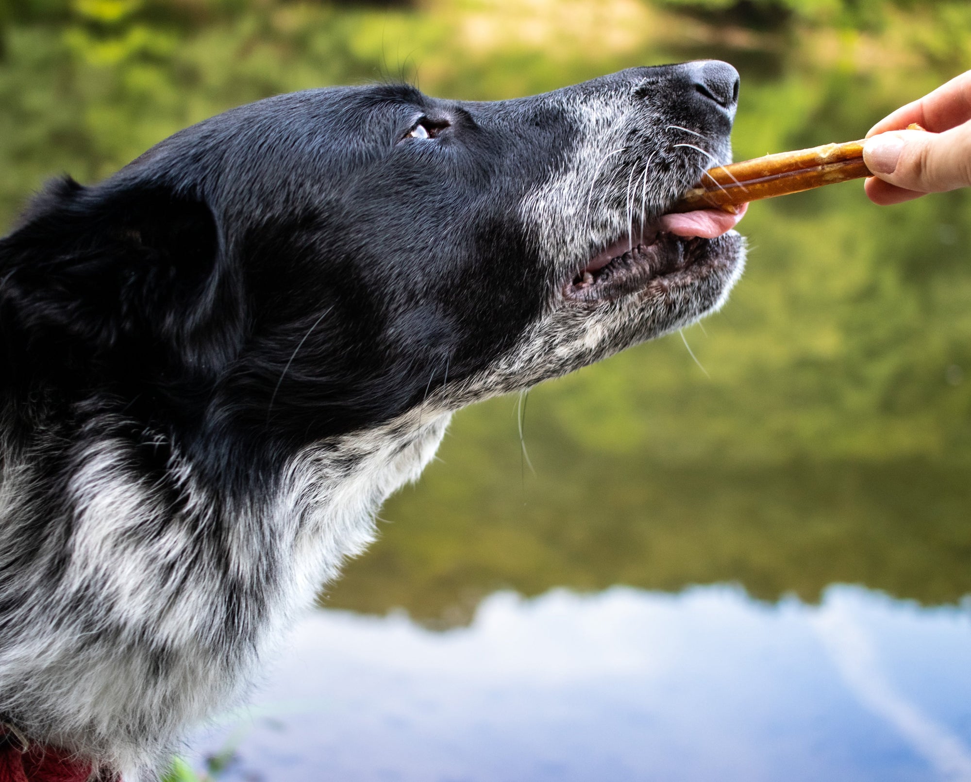 side view of dog reaching for bully stick bone