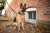german shepard sitting on the ground next to a house