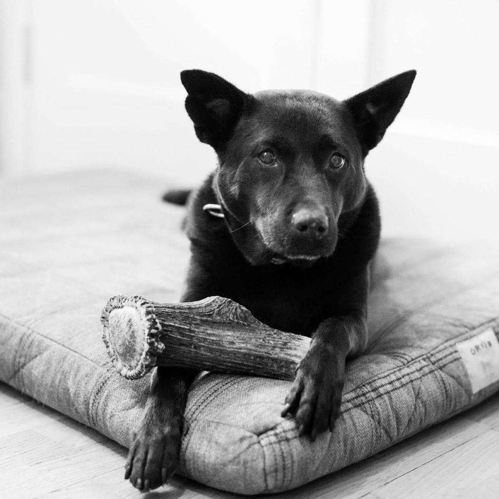 dog sitting on dog bed with an antler treat