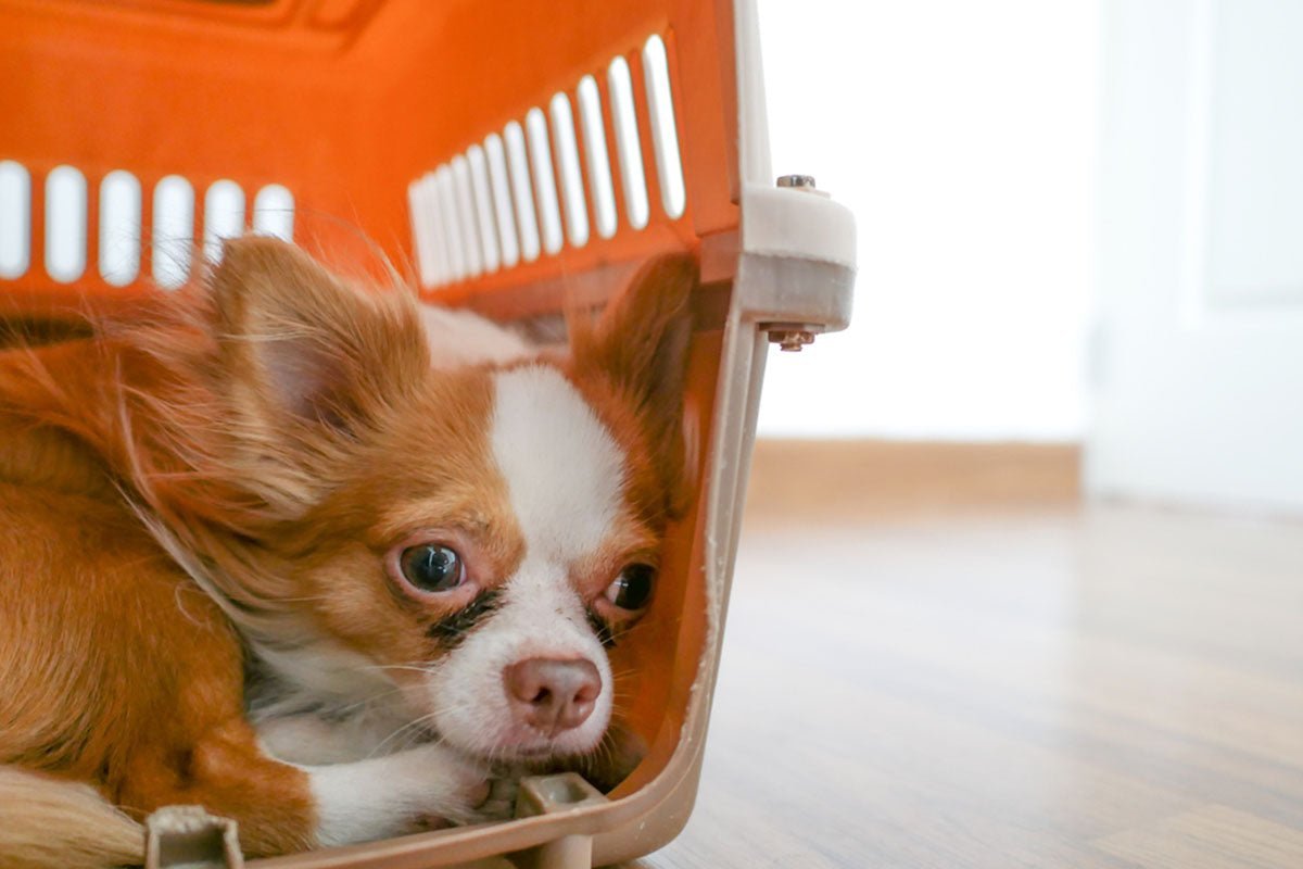 small pup resting in crate