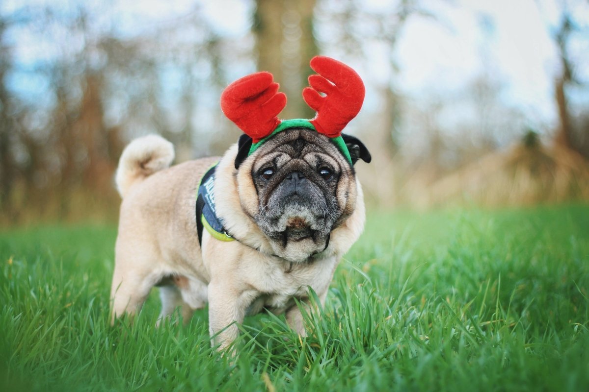 a dog in a field with reindeer antler toy on his head