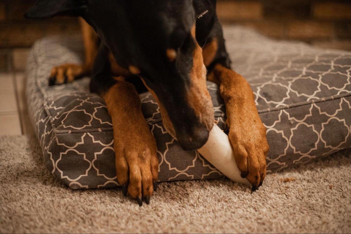 Are Bones Good for Dogs Your Answer