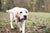 dog in a field with leaves