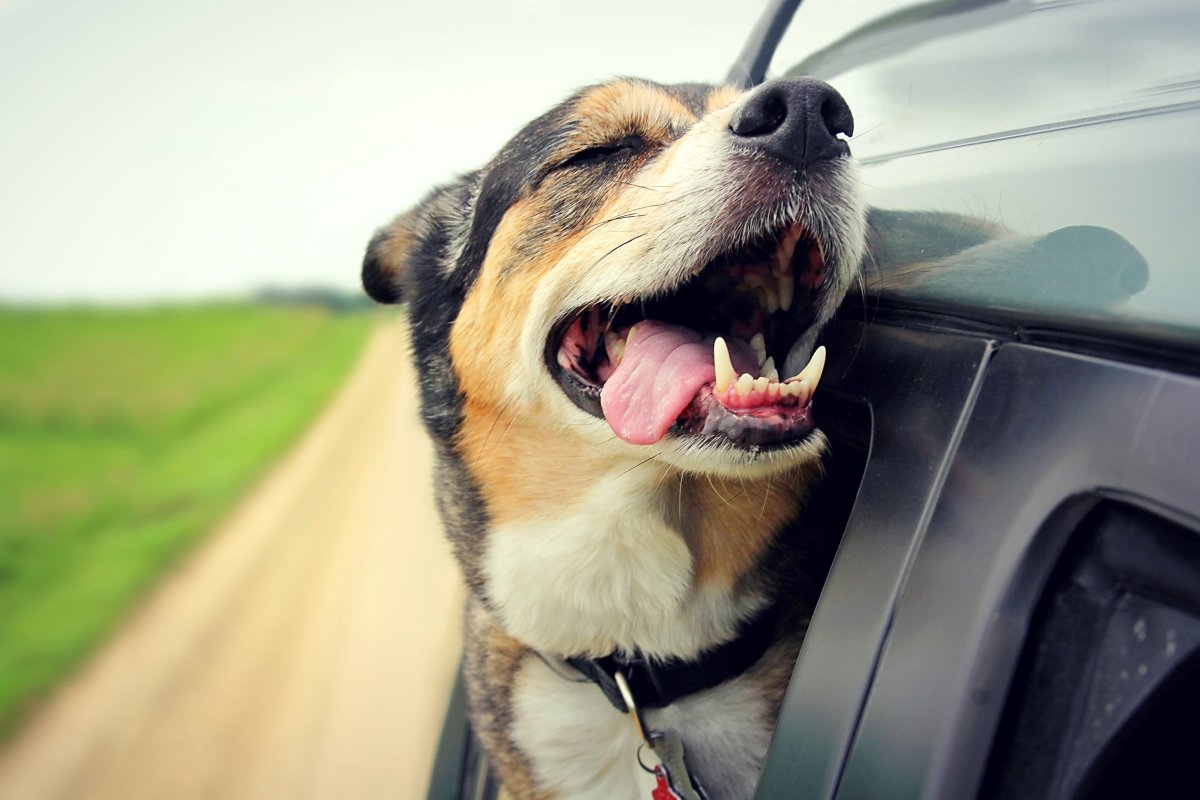 a dog with his head out the car window and tongue out