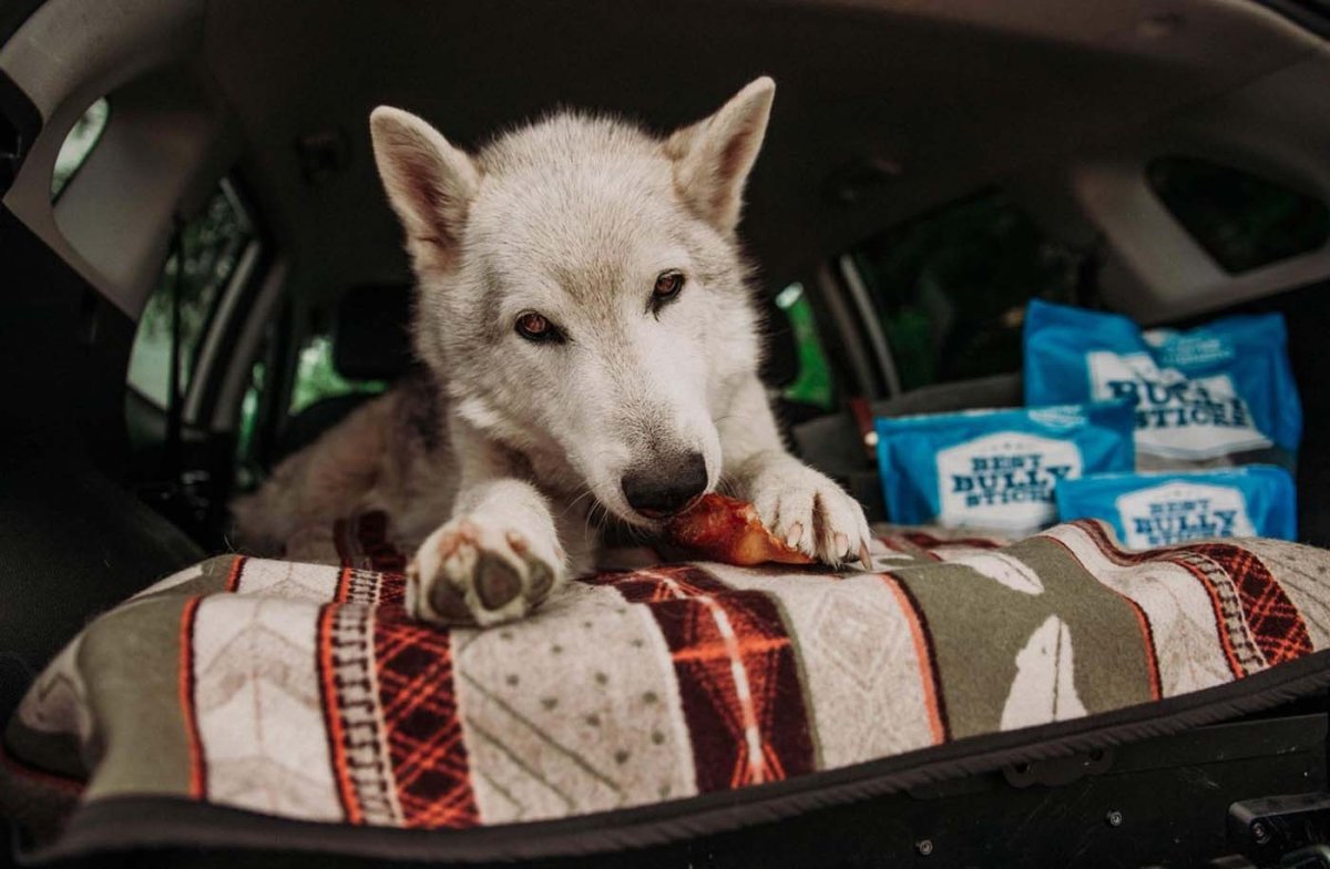 Are Pig Ears Good for Dogs