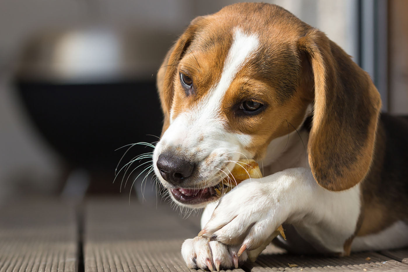 beagle chewing on treat