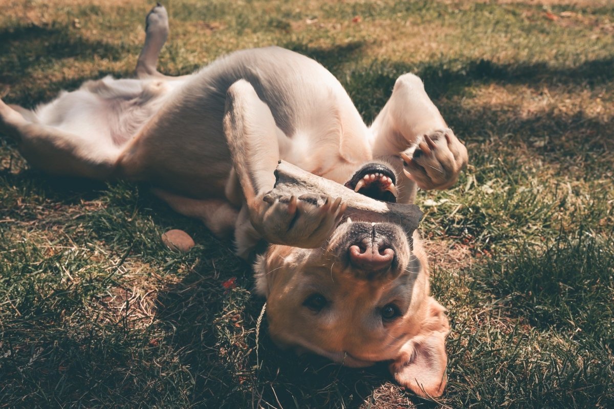 dog laying on its back on the ground