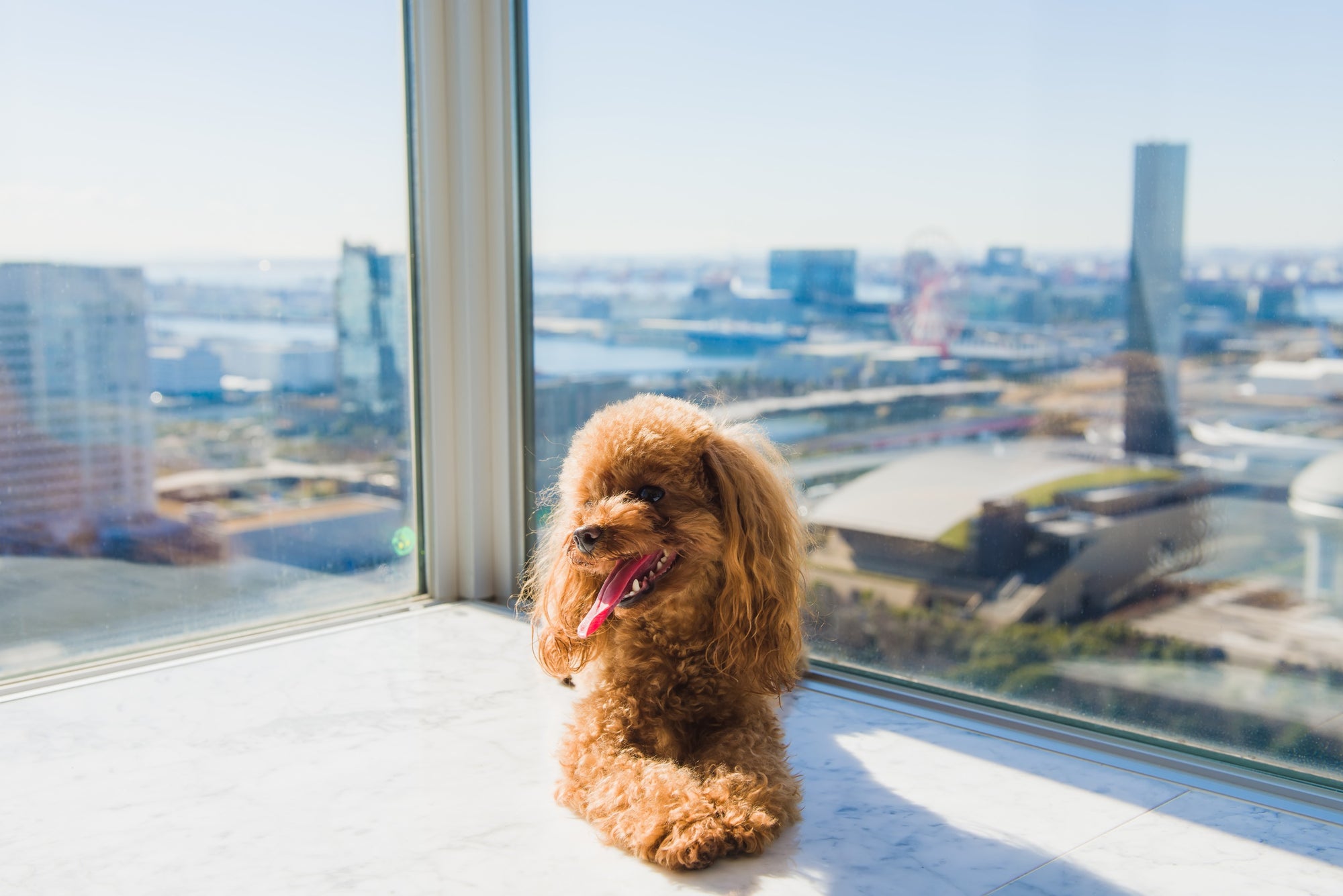 dog sitting by a window overlooking the city