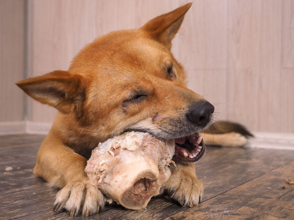 dog chewing on a bone