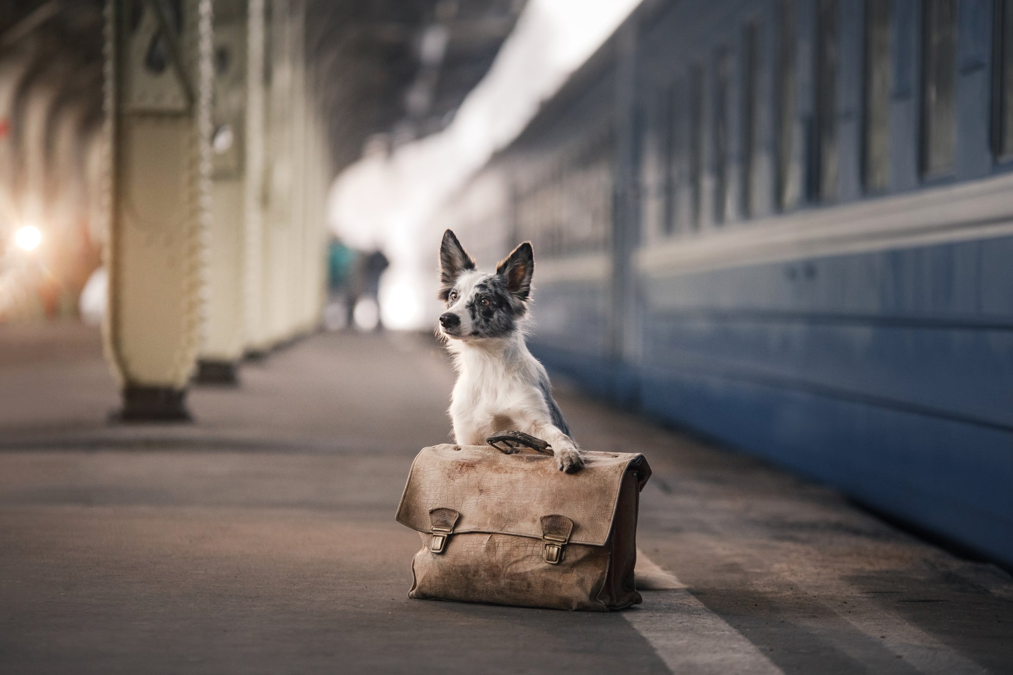 small white dog with bag sitting in train station