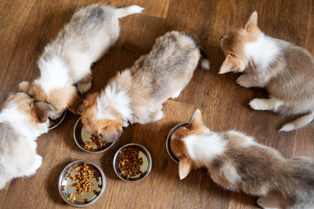 five puppies eating from dog bowls