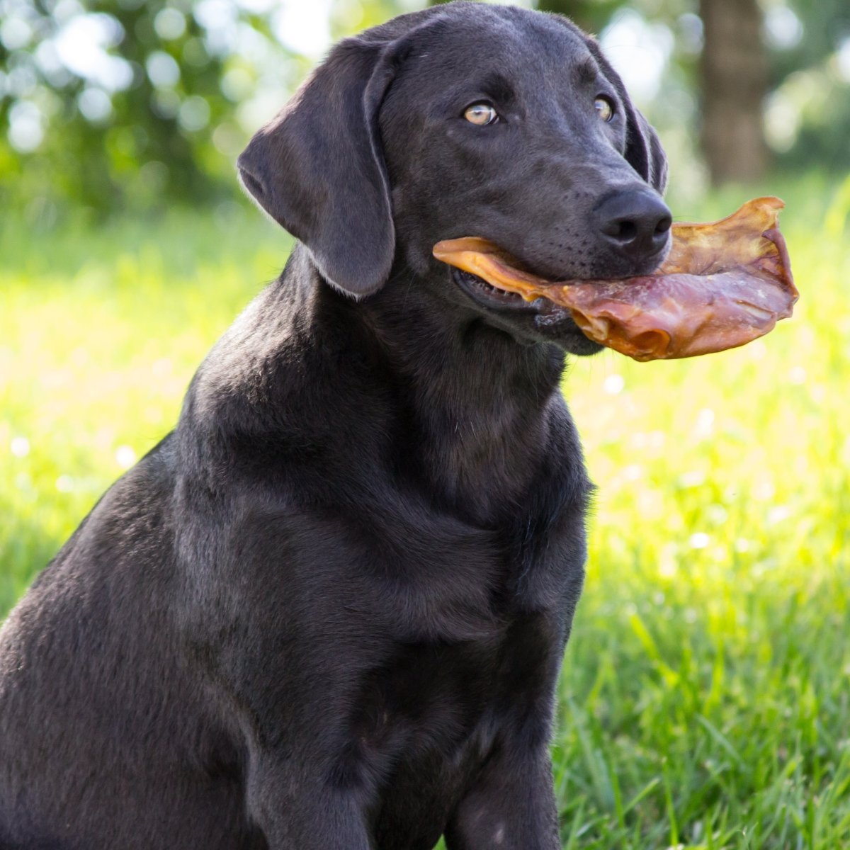 Bone Alternatives for Dogs: Smart and Safe Chew Options