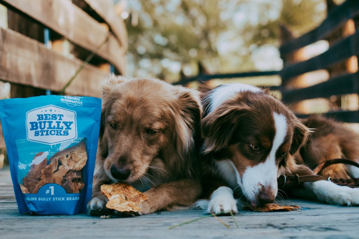 dog sitting next to a bag of dog treats on a deck