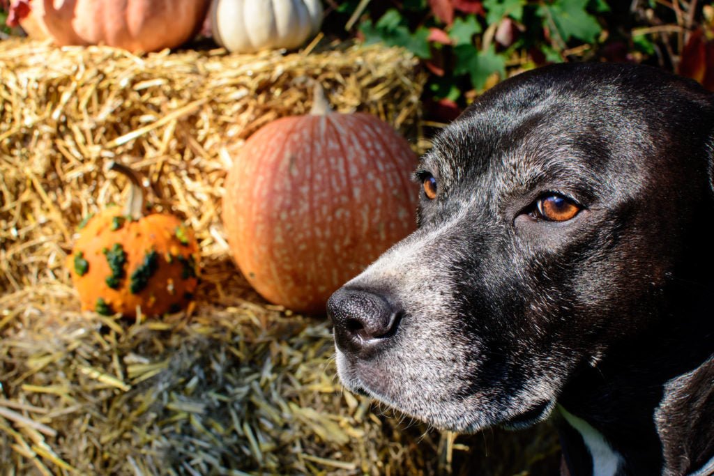 dog sitting next to pumpkin and hay bales