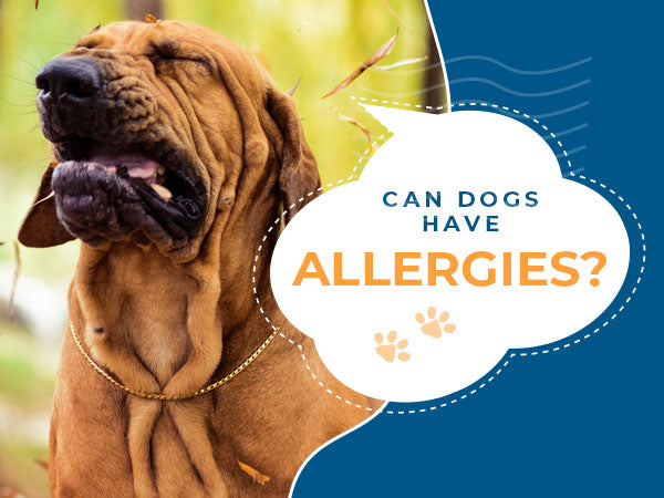 Can Dogs Have Allergies