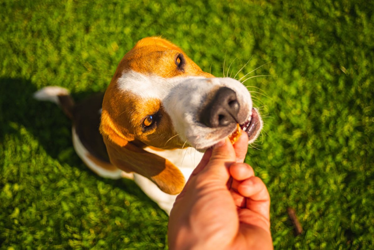 owner feeding dog treat