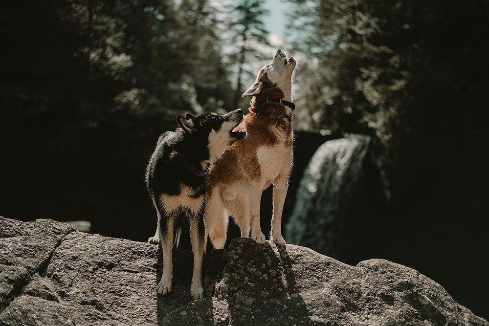 Communication Explained: Why Do Dogs Howl?