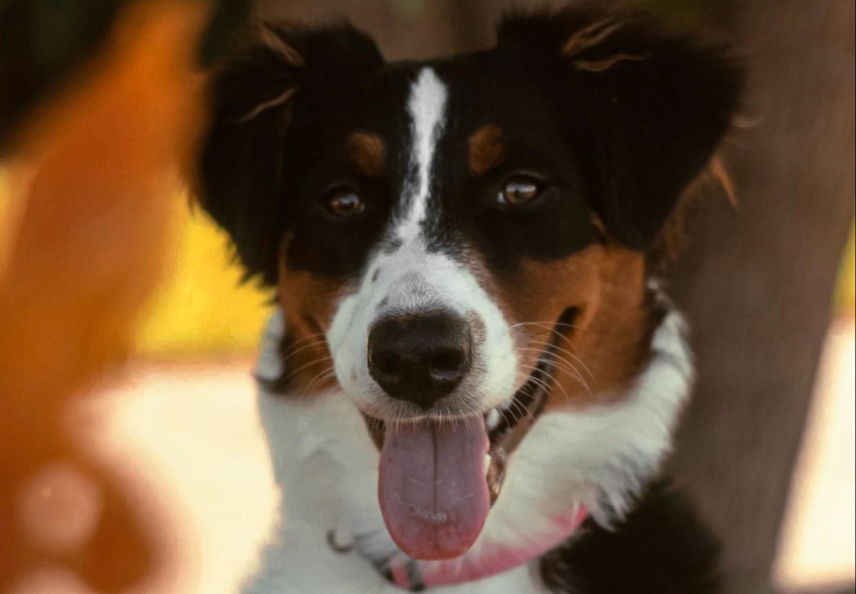 a happy dog with its tongue hanging out