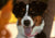 a happy dog with its tongue hanging out