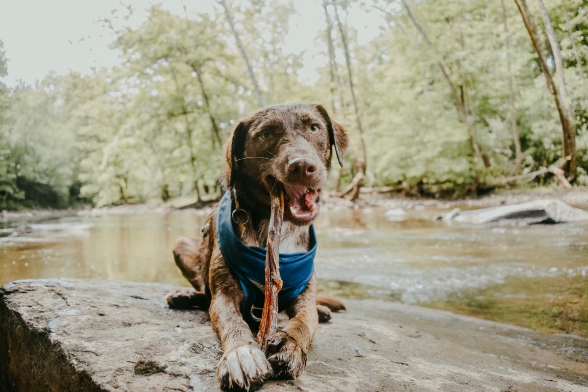 Do Dogs Need Sunscreen? Your SPF Questions, Answered
