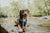 Do Dogs Need Sunscreen? Your SPF Questions, Answered