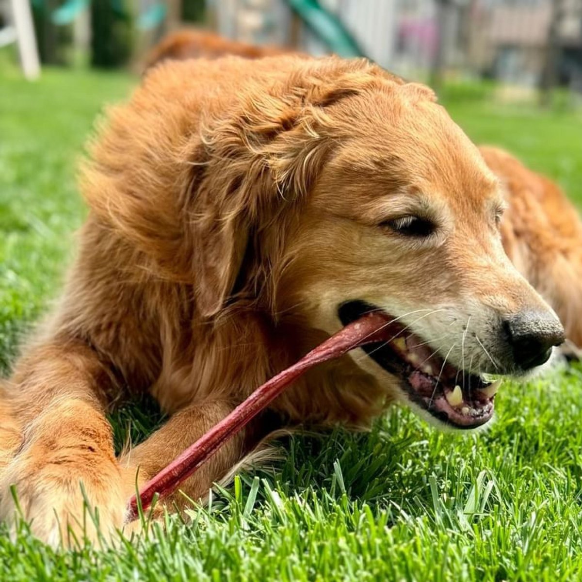 dog laying in grass chewing on a bone