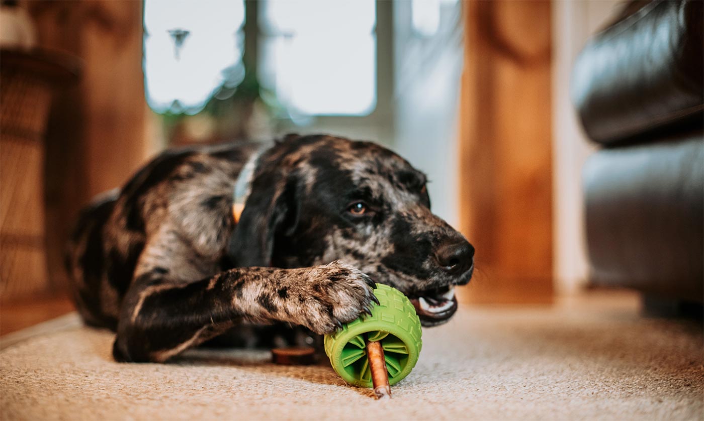Solutions and Toys for Dogs with Anxiety