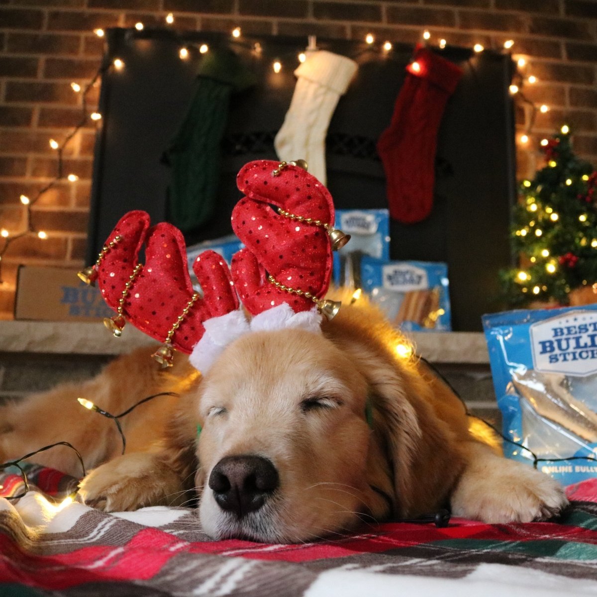 Dog laying by fire place with christmas antler hat on