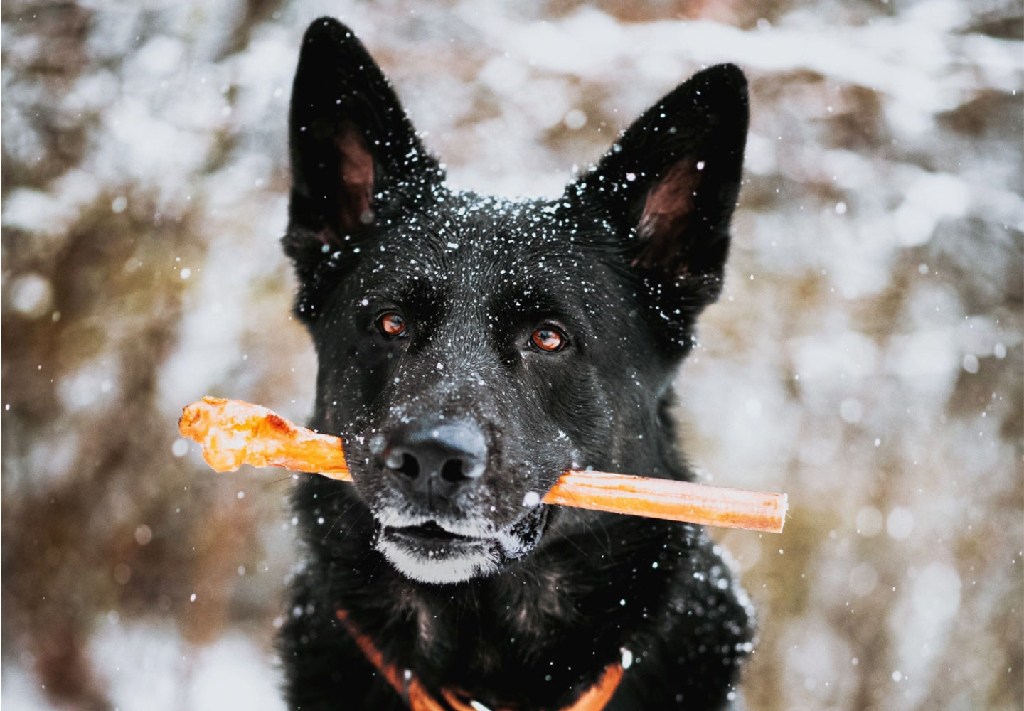 a dog holding a bully stick in the snow