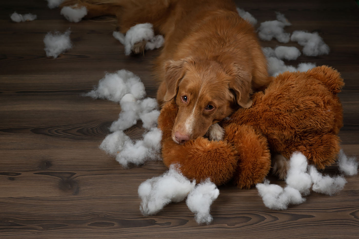 dog ripped stuffing from toy