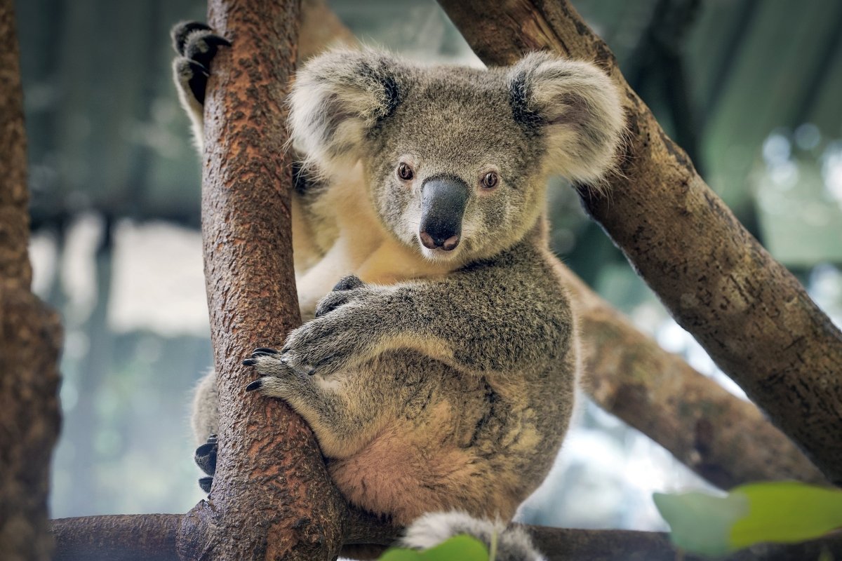 Koala bear in tree