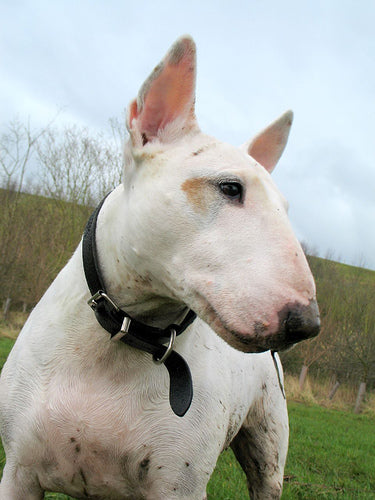 English Bull Terrier in a field