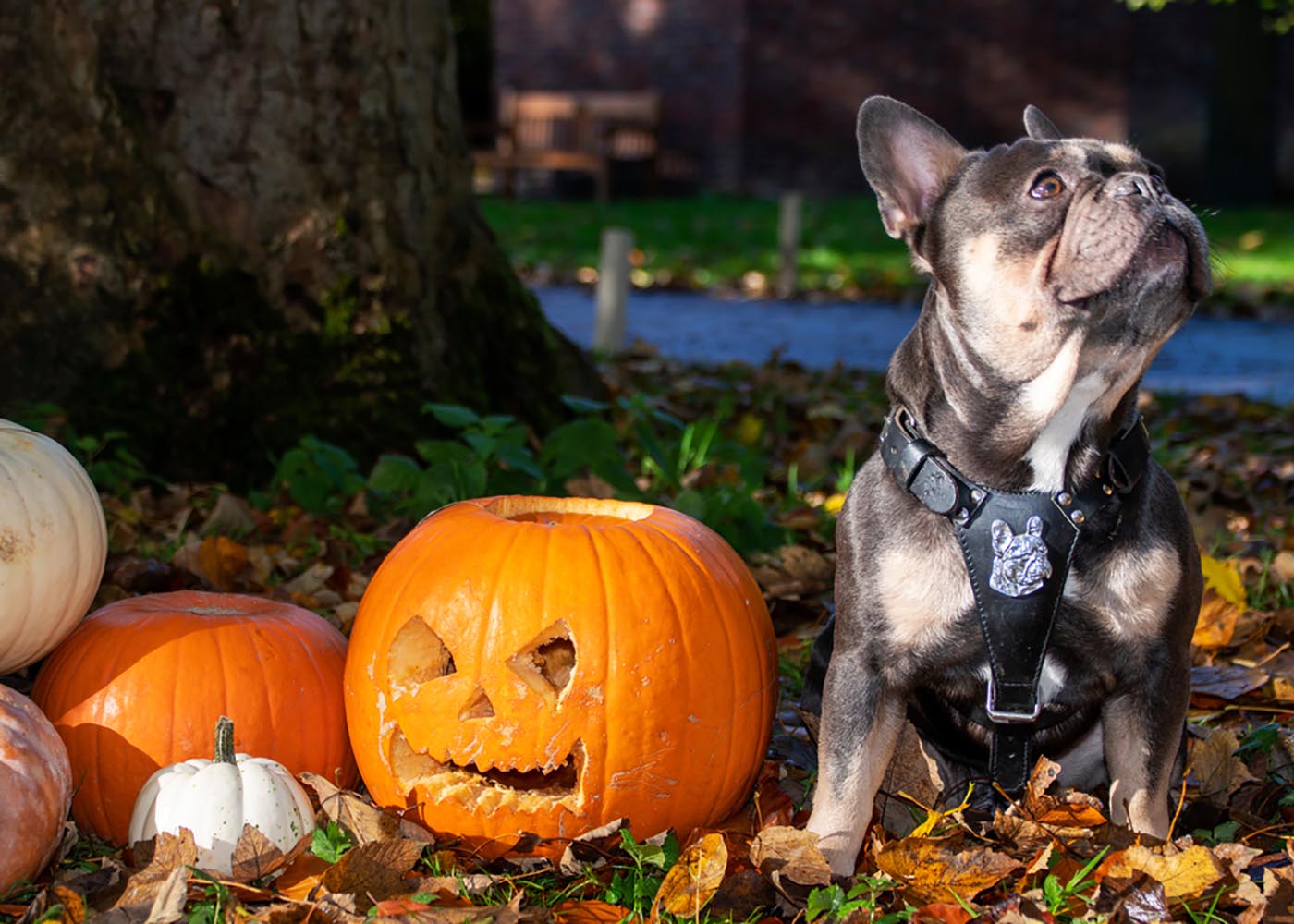 french bulldog with carved pumpkins