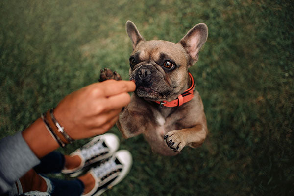dog standing up to get treat from owners hand