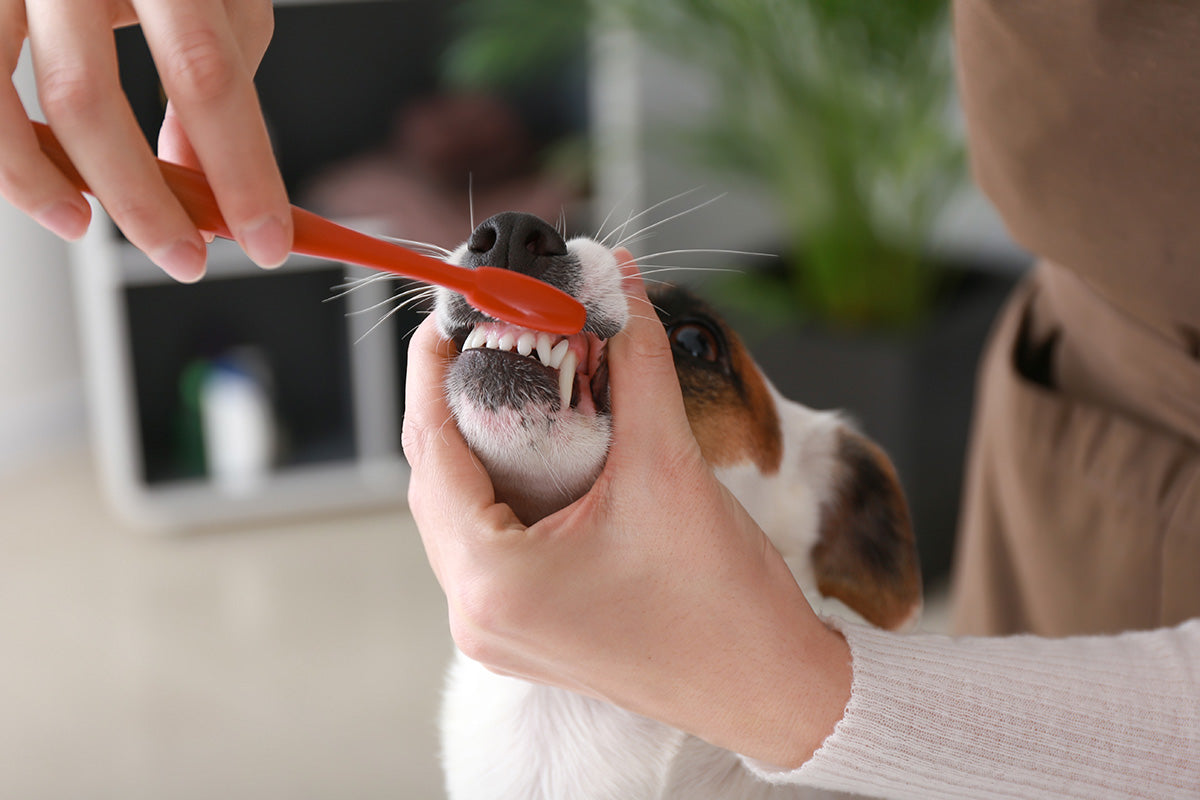 groomer brushing dogs teeth