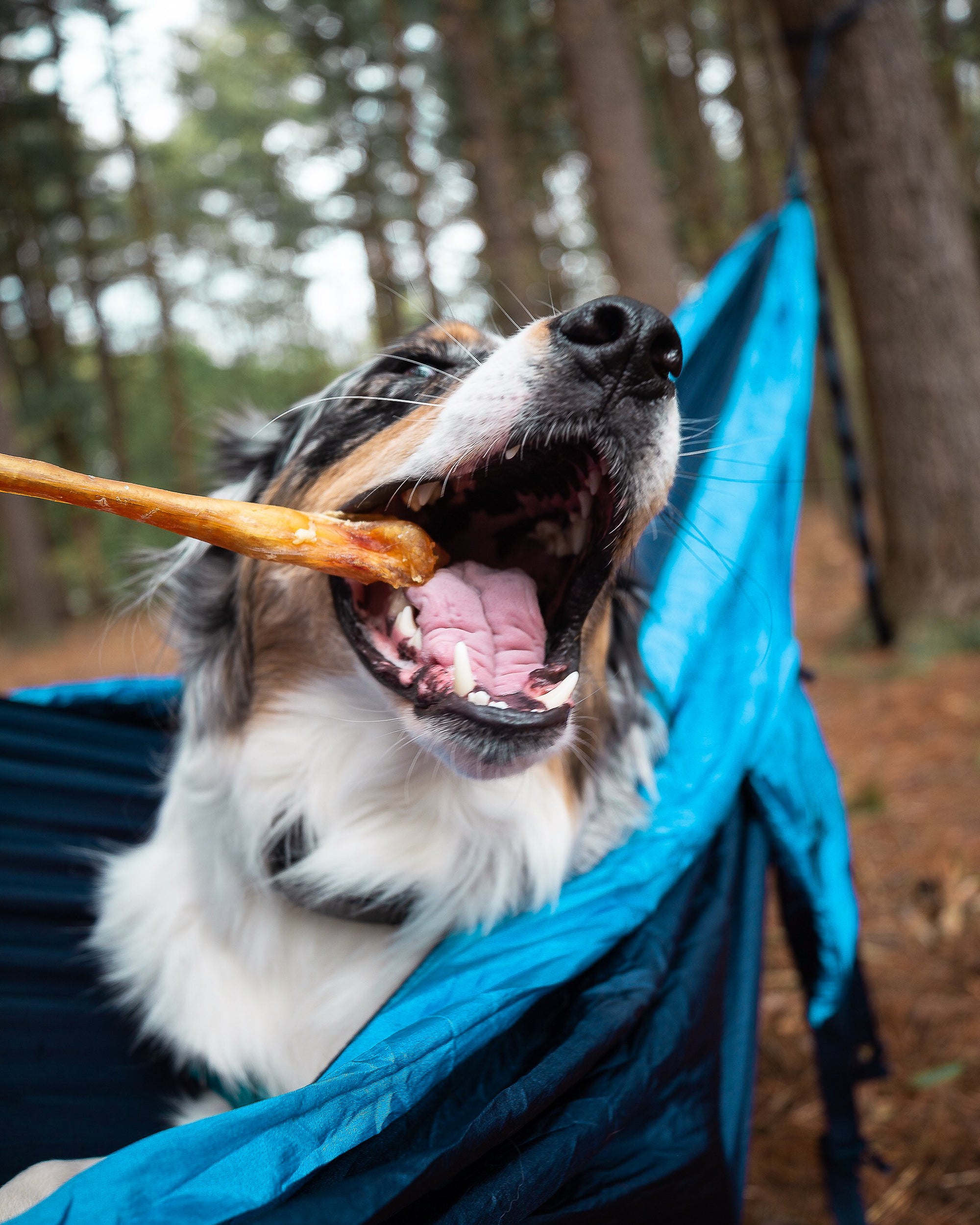 dog eating bully stick in a hammock