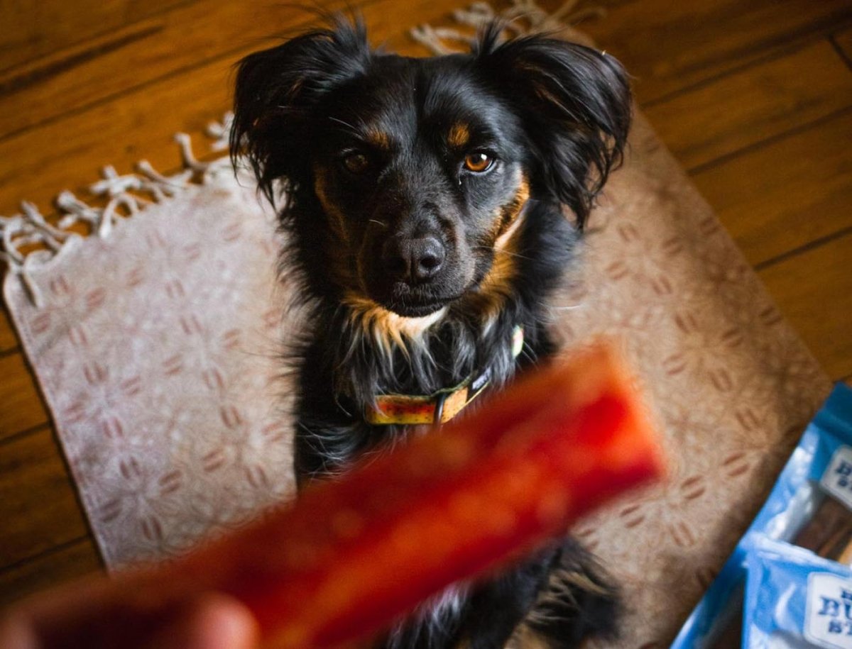 pup sitting for best bully stick treat