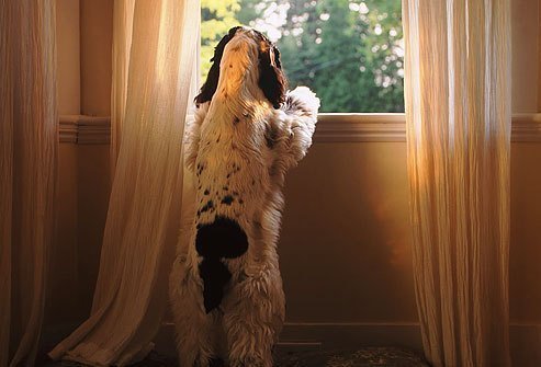 dog looking out window