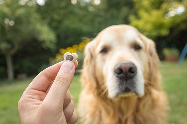 holding treat up for dog